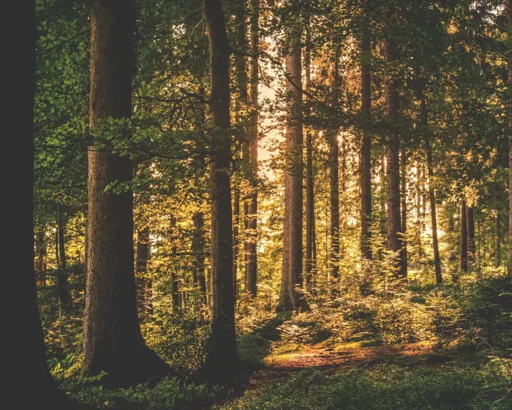 Luise Brandenburg - Psychologische Psychotherapeutin